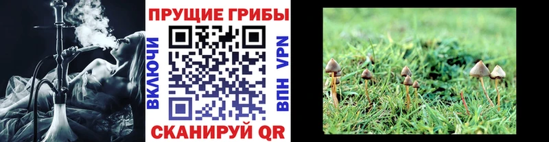 Галлюциногенные грибы Psilocybine cubensis  Барнаул 